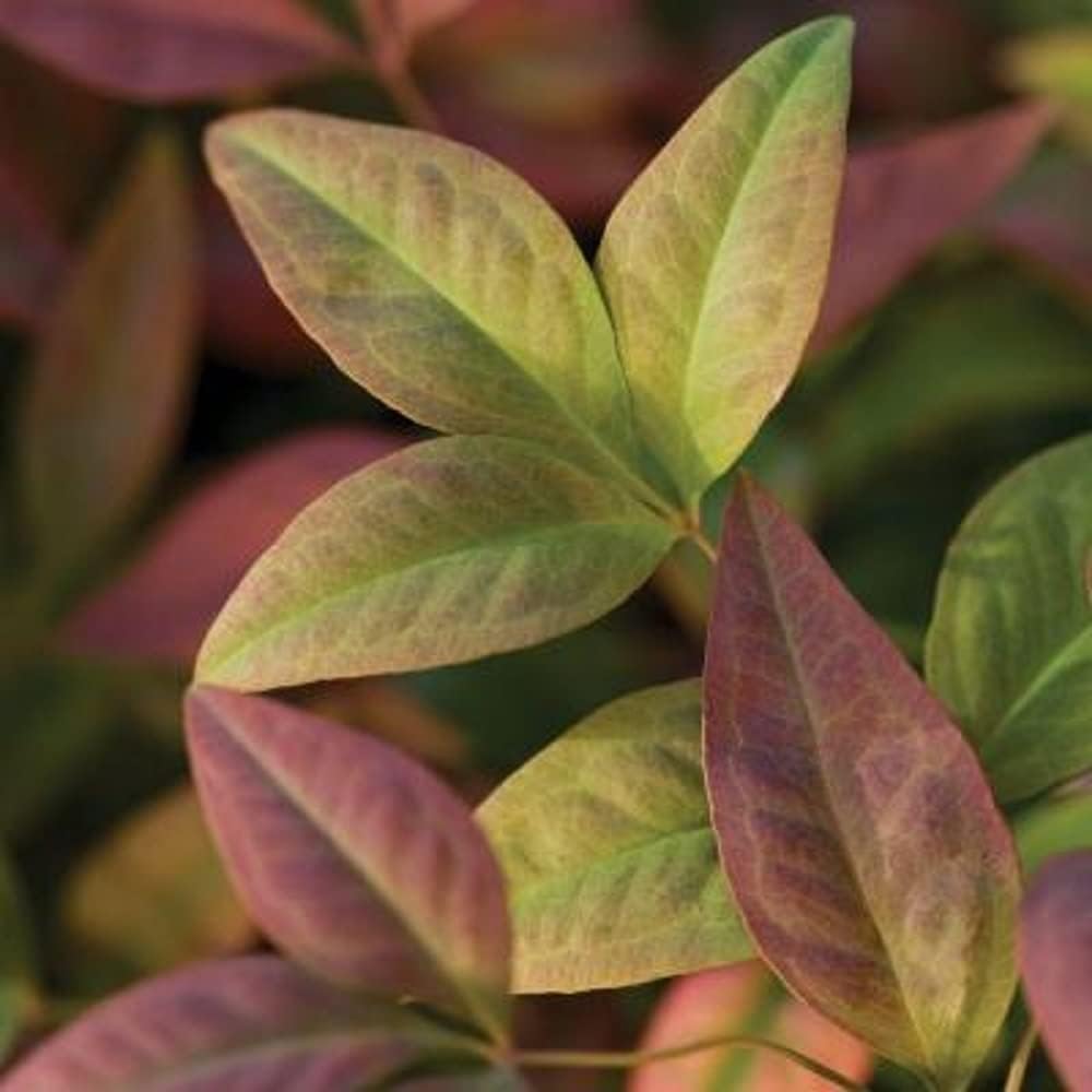 Blush Pink Nandina 2.5 Qt Evergreen Shrub Full Sun Live Plant T80723