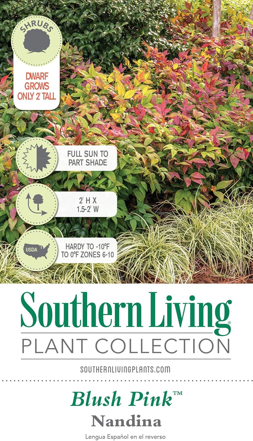 Blush Pink Nandina 2.5 Qt Evergreen Shrub Full Sun Live Plant T80723