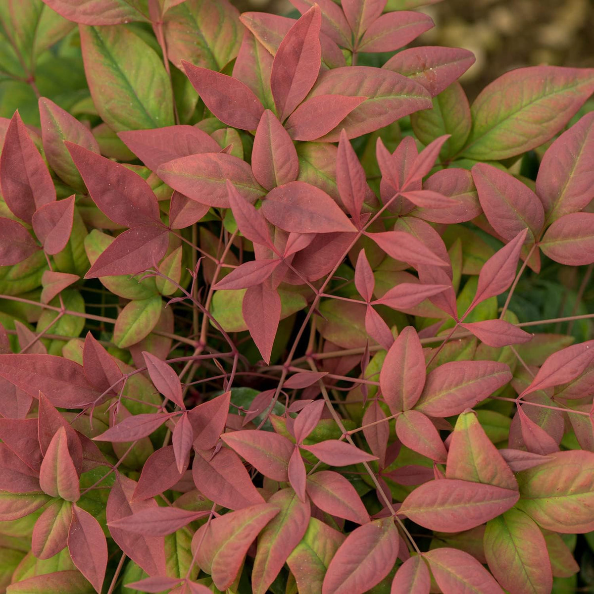 Blush Pink Nandina 2.5 Qt Evergreen Shrub Full Sun Live Plant T80723