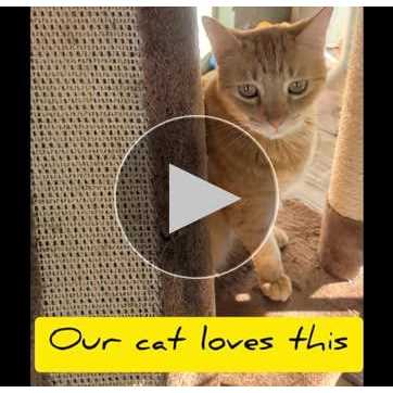 Beige Cat Tree Condo with Sisal Covered Posts Y32545