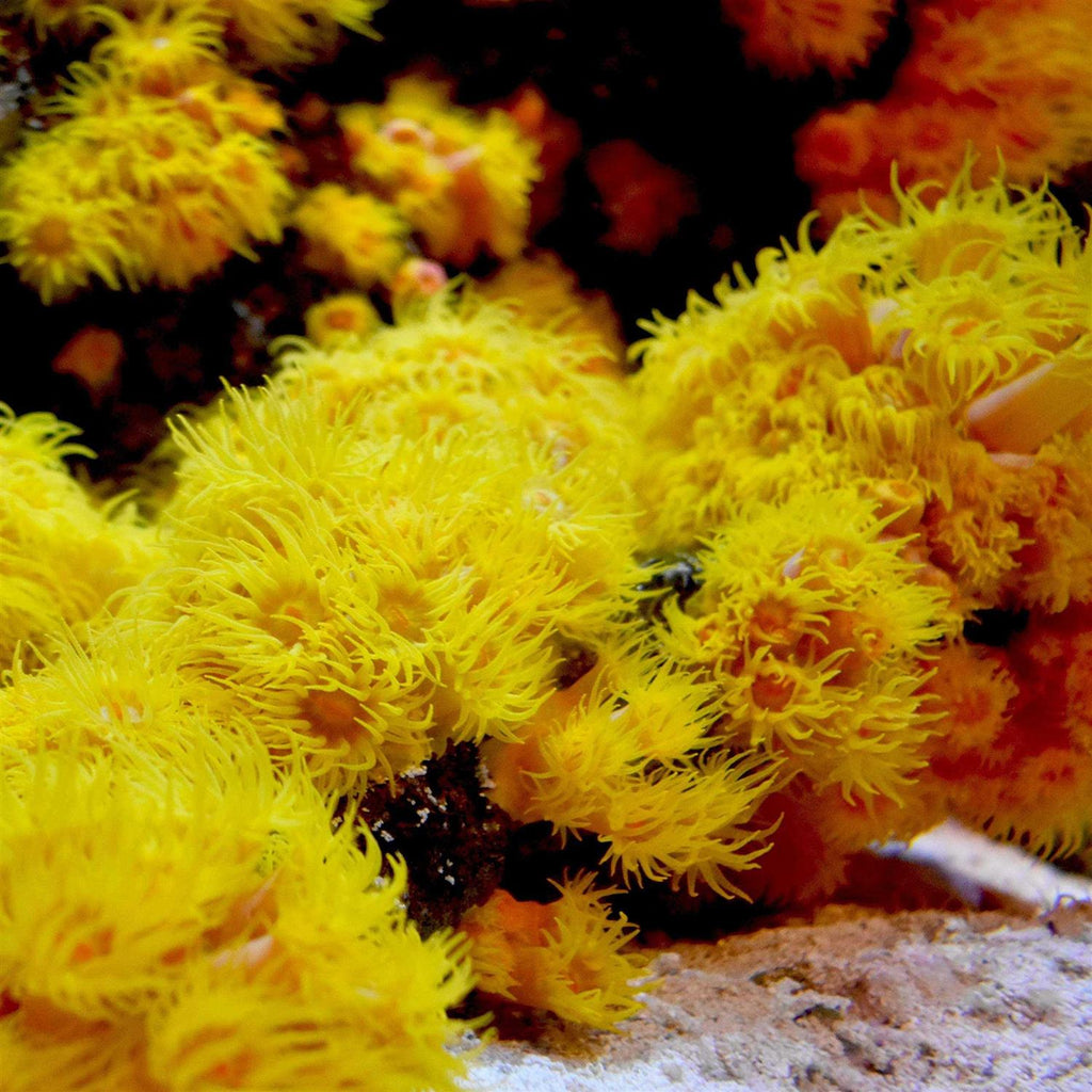 Reef Iodide Q238