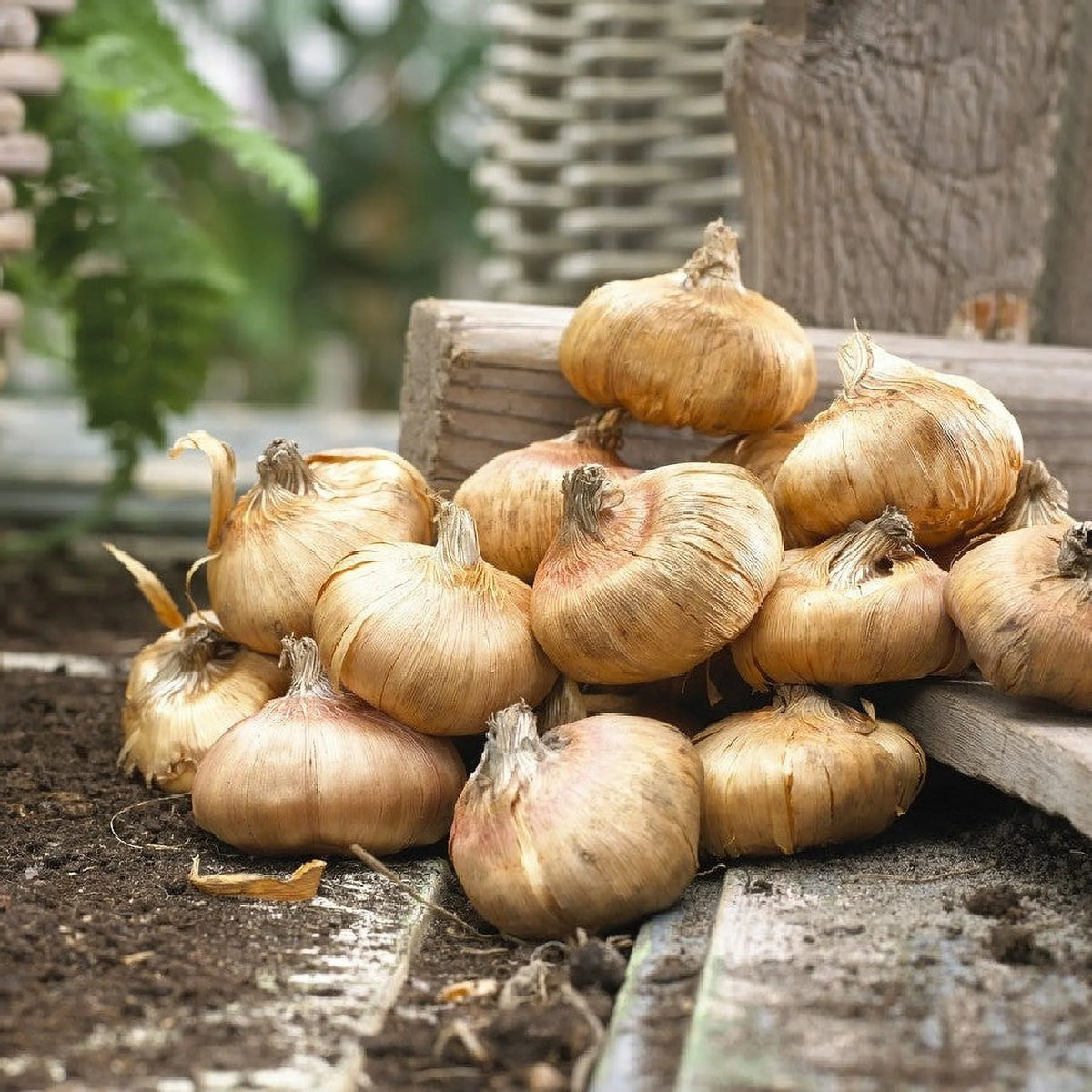 Peacock Orchid Bulbs, 20 Bulbs R70151