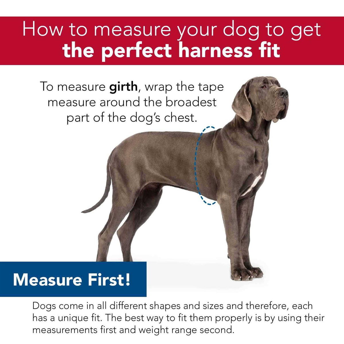 Canvas Dog Harness B461