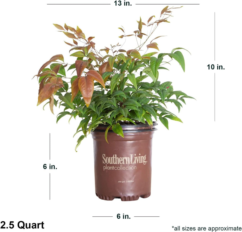 Blush Pink Nandina 2.5 Qt Evergreen Shrub Full Sun Live Plant T80723