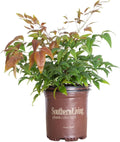 Blush Pink Nandina 2.5 Qt Evergreen Shrub Full Sun Live Plant T80723