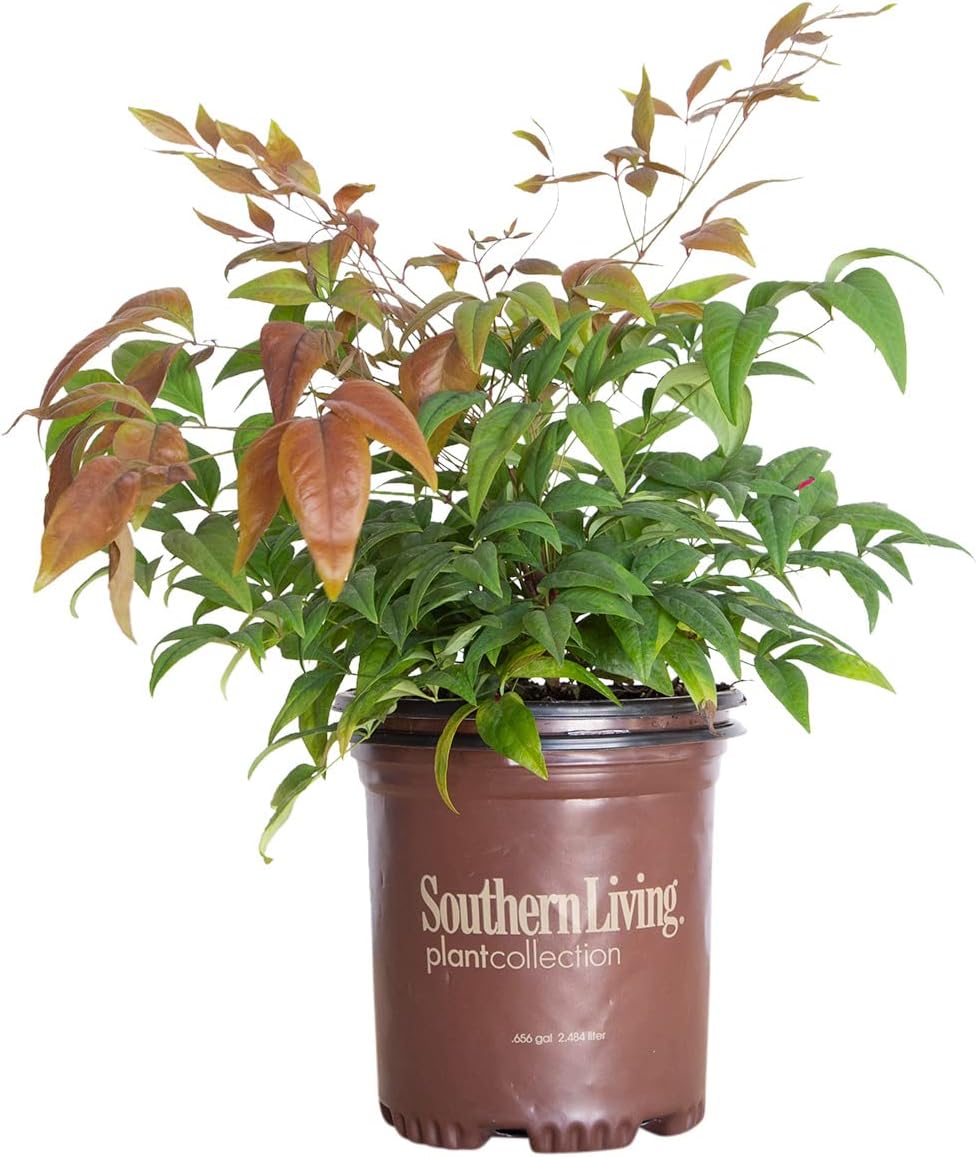 Blush Pink Nandina 2.5 Qt Evergreen Shrub Full Sun Live Plant T80723