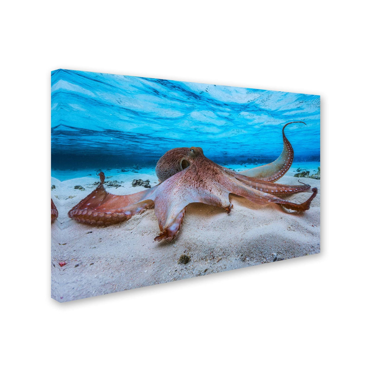Octopus Canvas K114