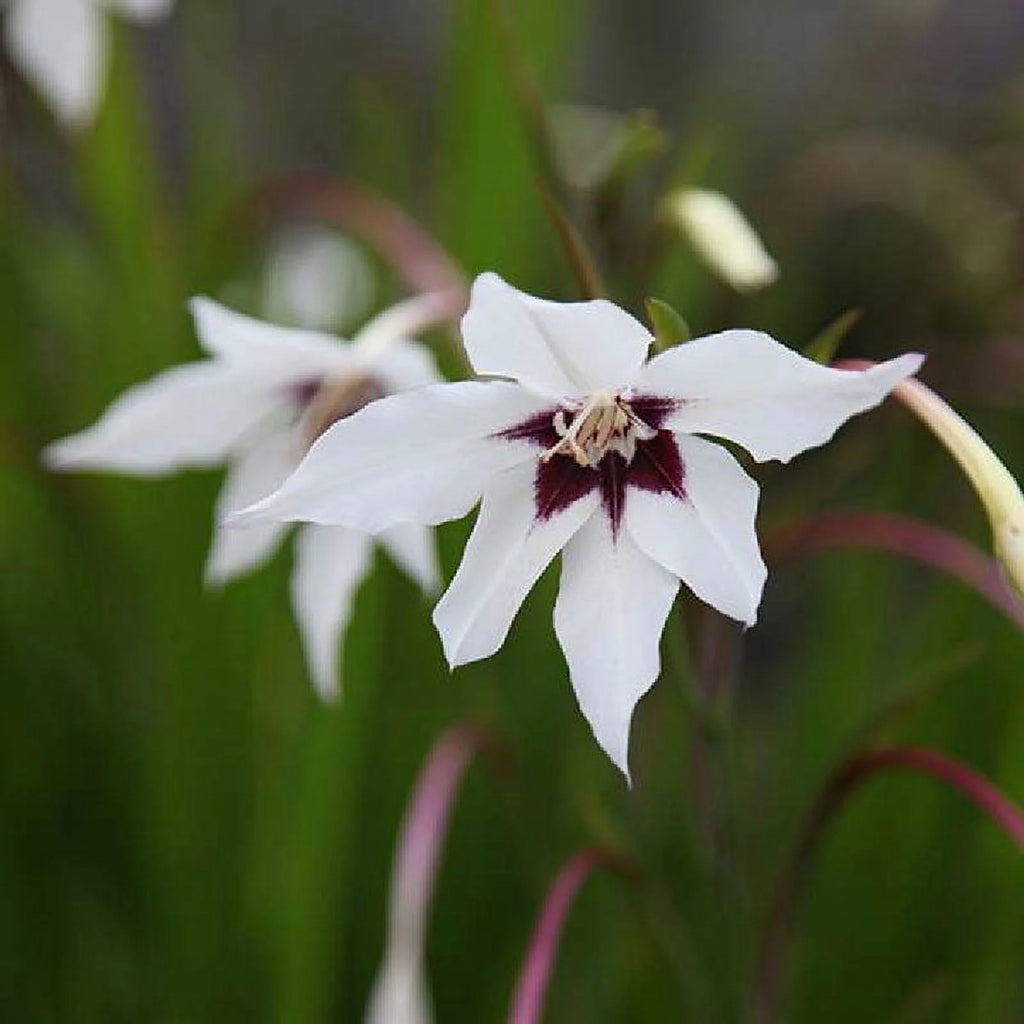 Peacock Orchid Bulbs, 20 Bulbs R70151