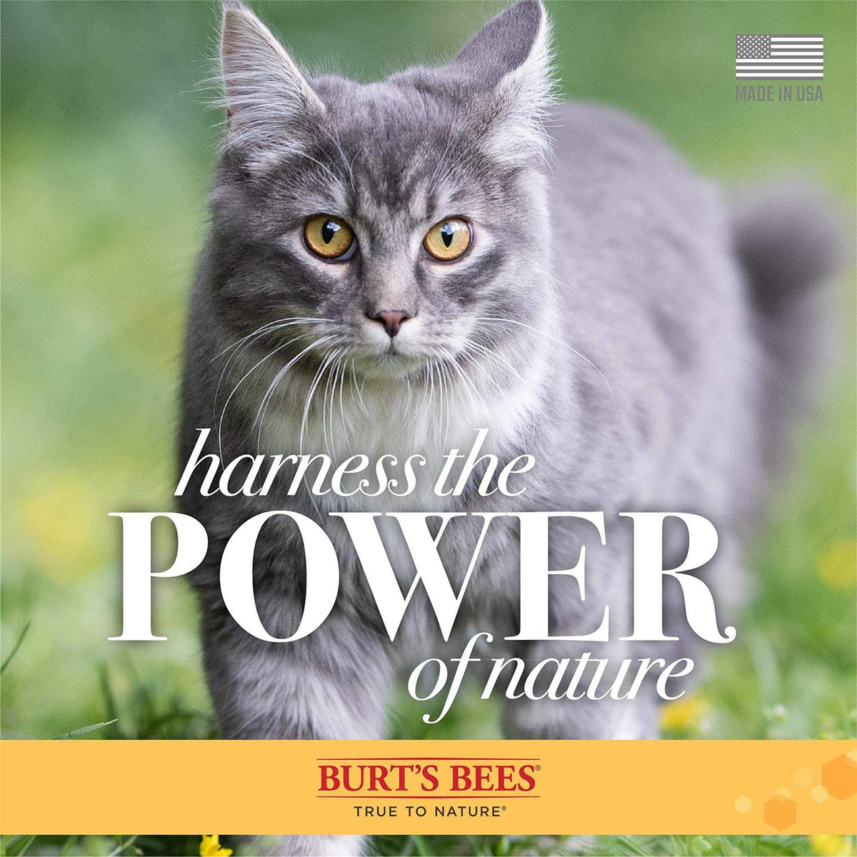 Tearless Shampoo for Kittens with Buttermilk J269653
