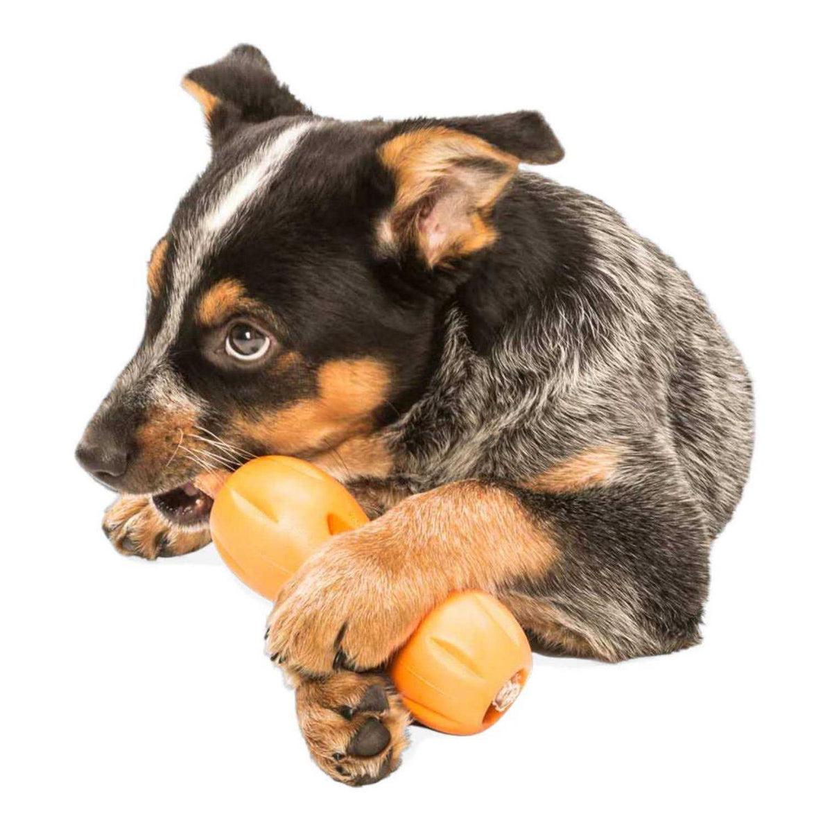 Dog Toy H1298