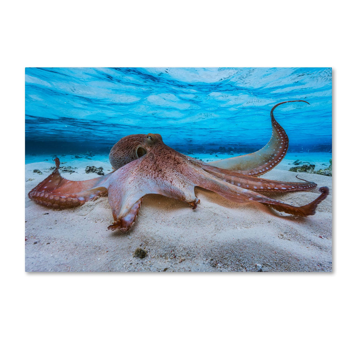 Octopus Canvas K114