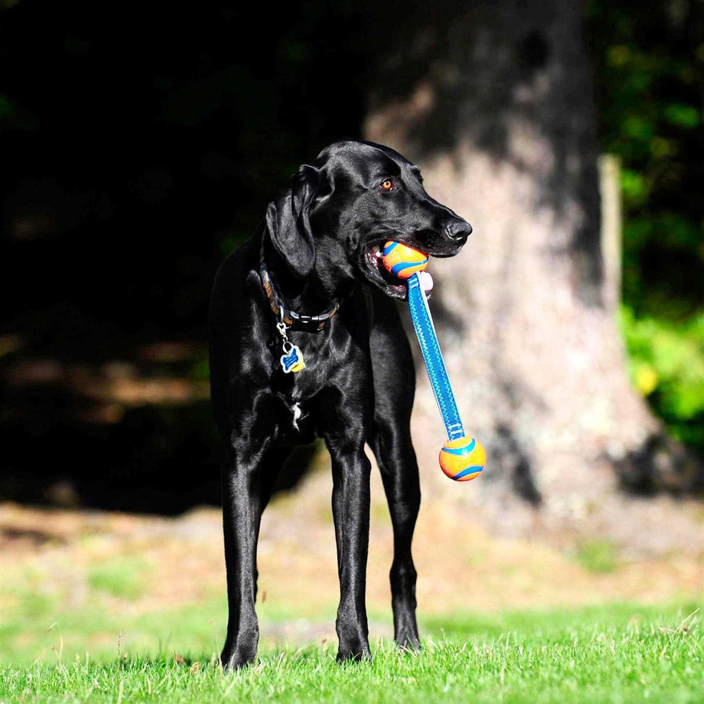 Dog Tug Toy N4528