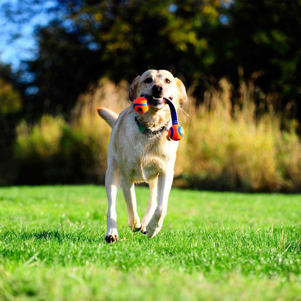 Dog Tug Toy N4528