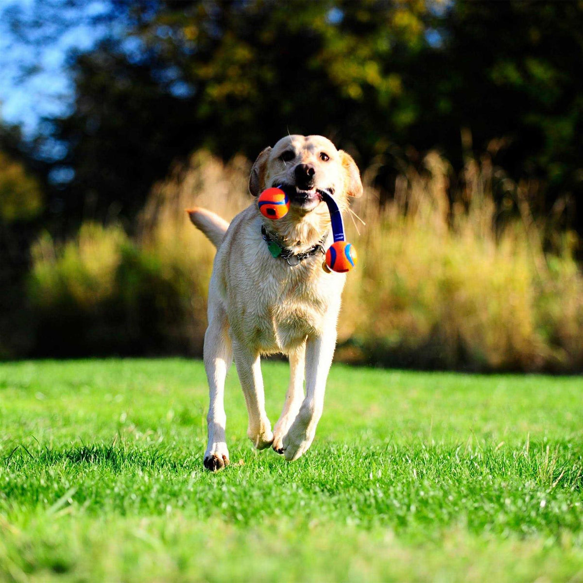 Dog Tug Toy N4528