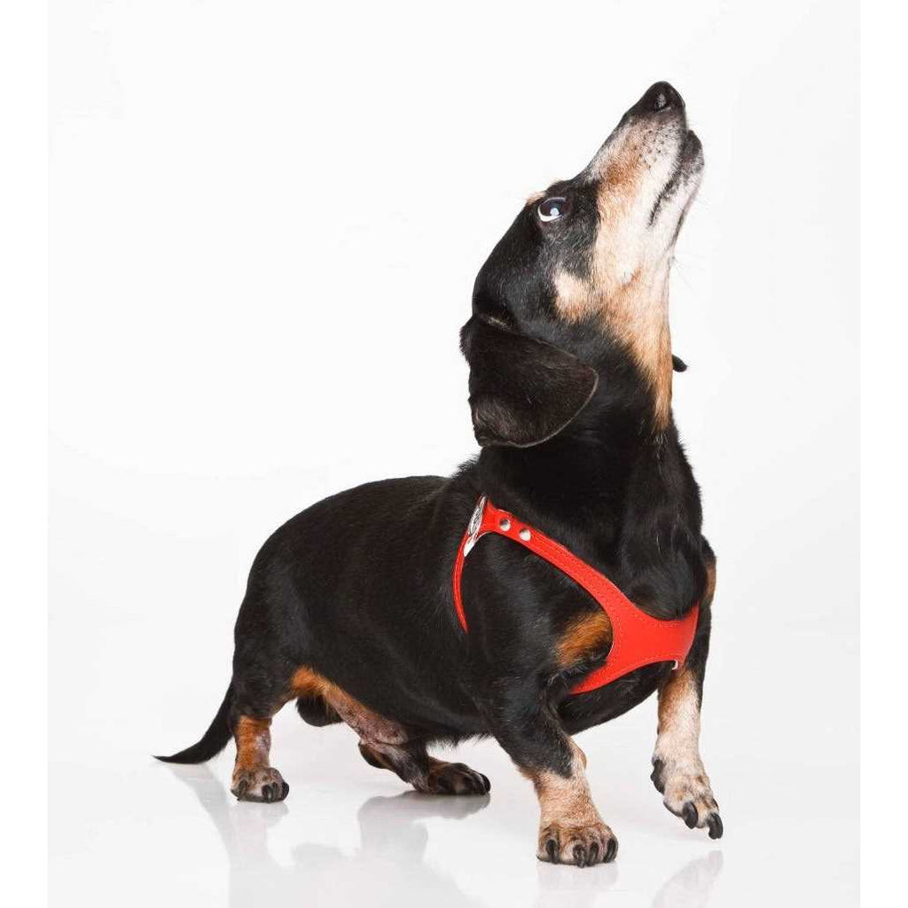 Pebble Grain Harness J421