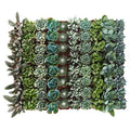 Collection of 256 Succulent T18923