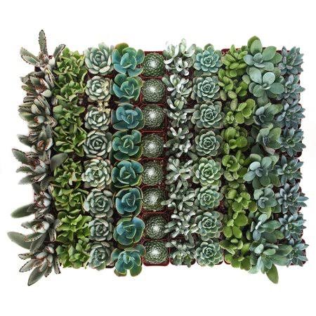 Collection of 256 Succulent T18923