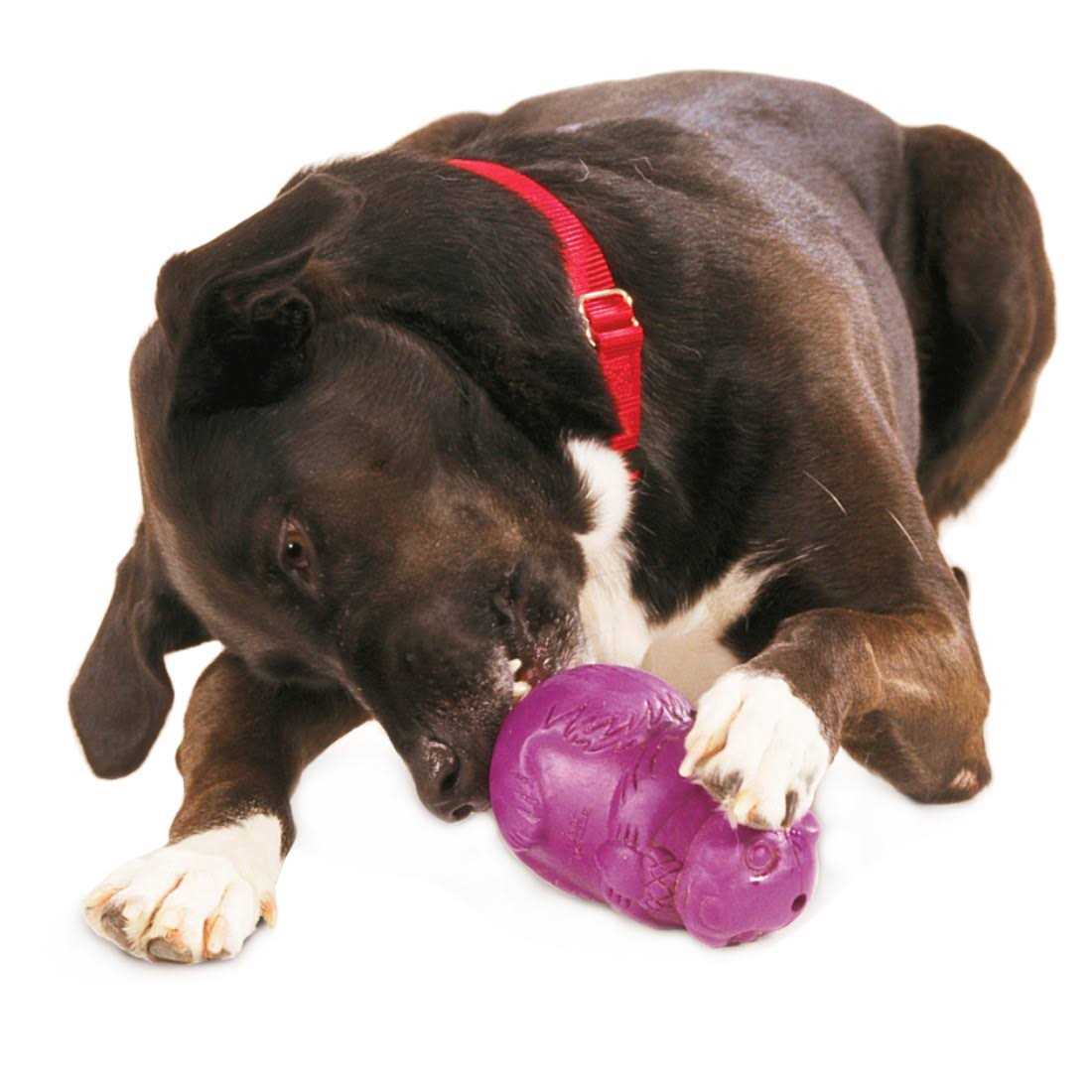 Squirrel Dude Dog Toy I509