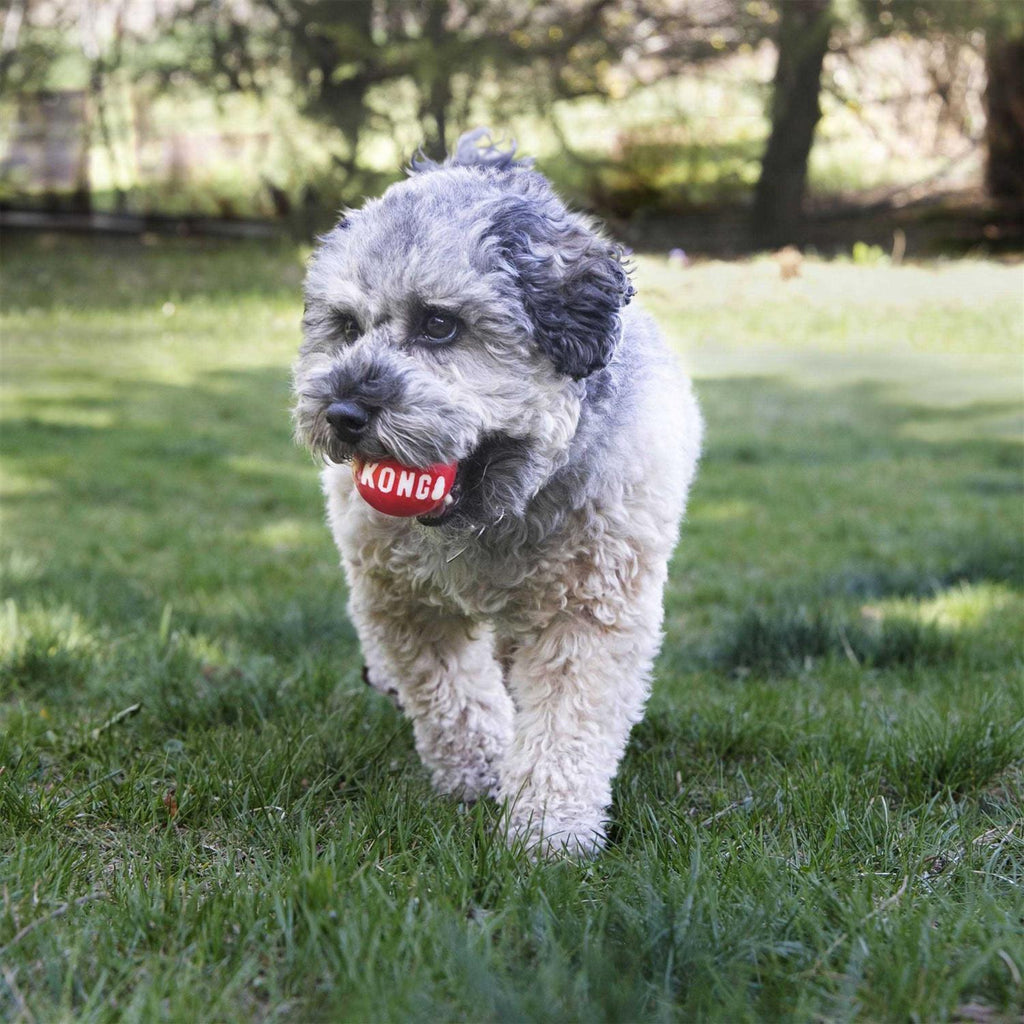 Signature Ball Dog Toy T240