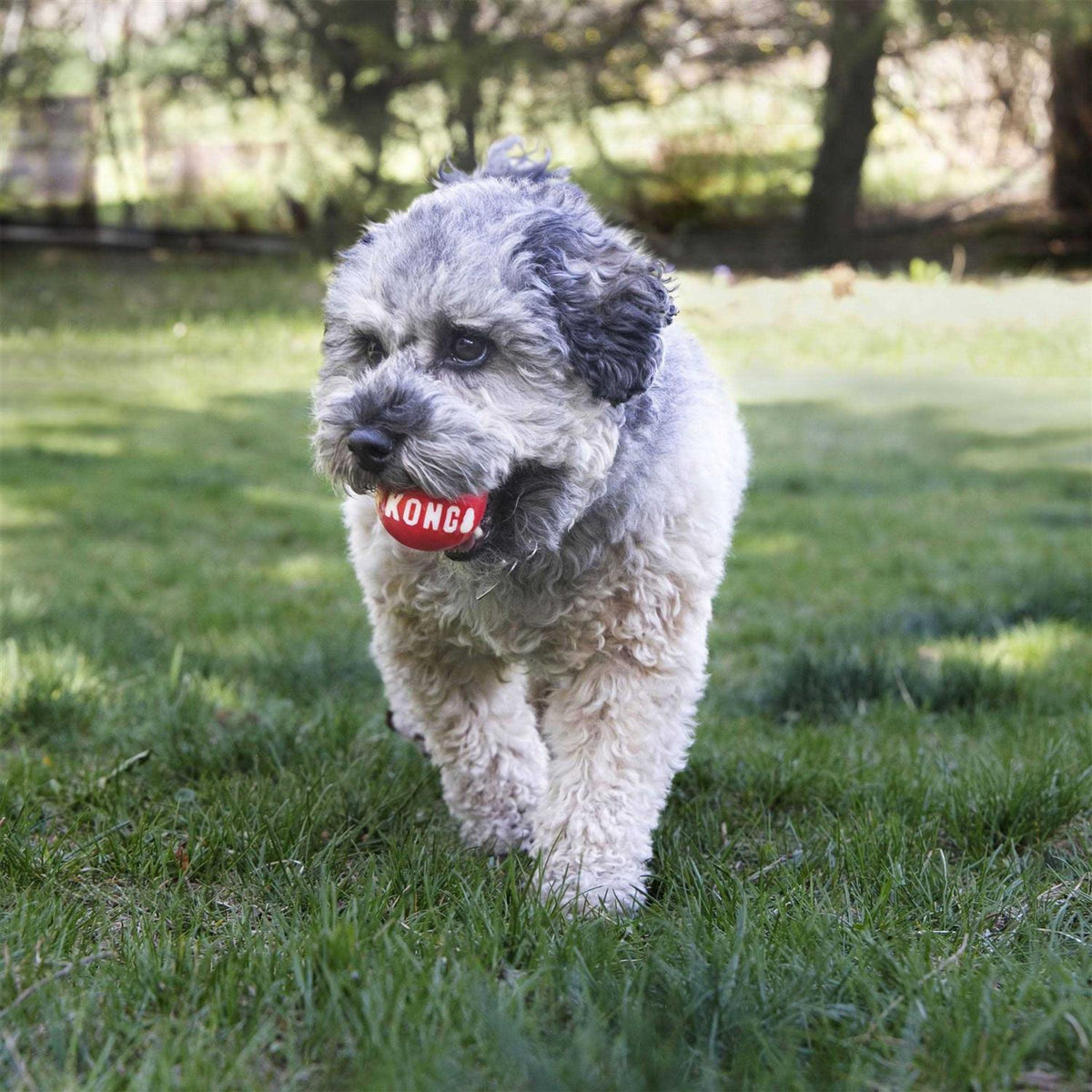 Signature Ball Dog Toy T240