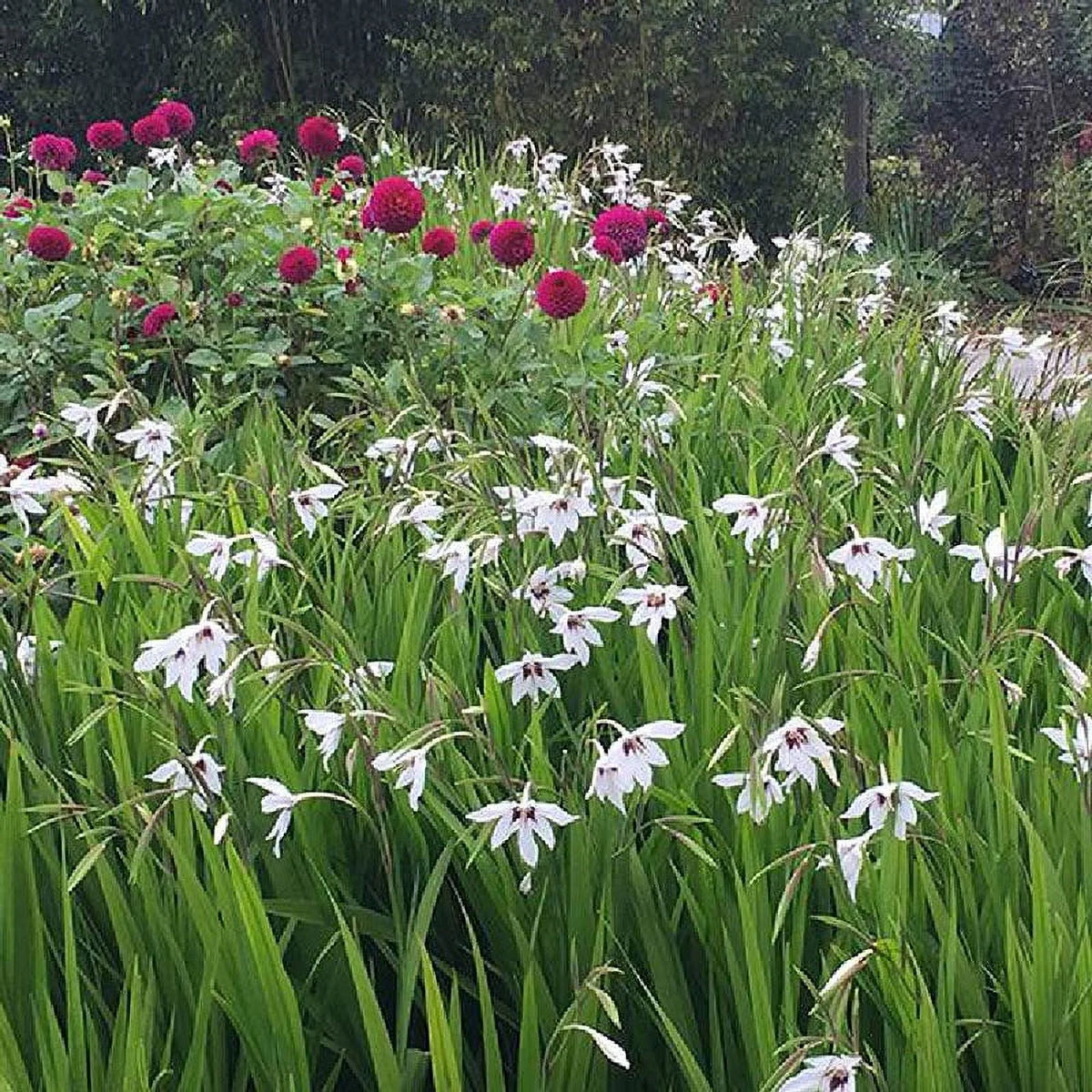 Peacock Orchid Bulbs, 20 Bulbs R70151