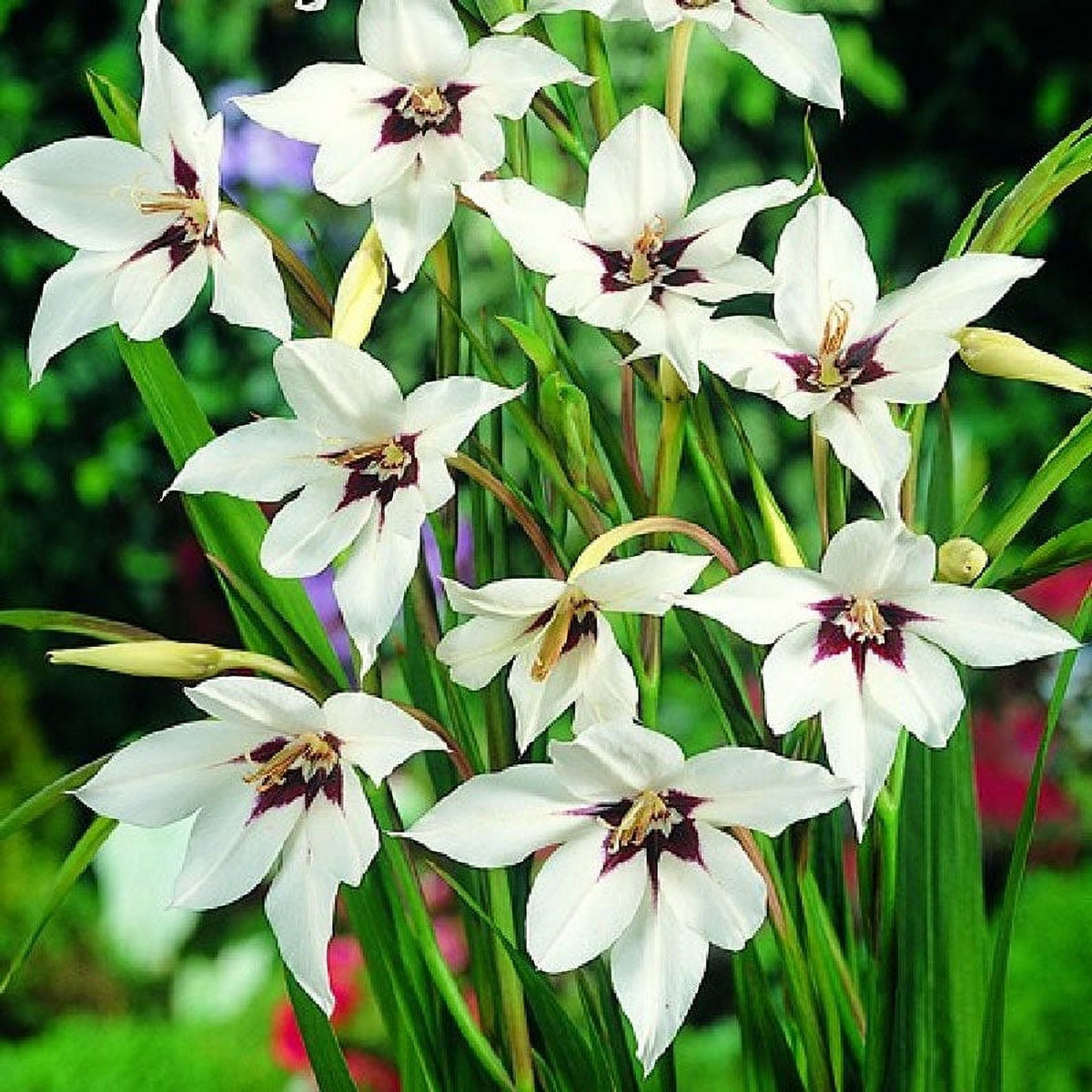 Peacock Orchid Bulbs, 20 Bulbs R70151