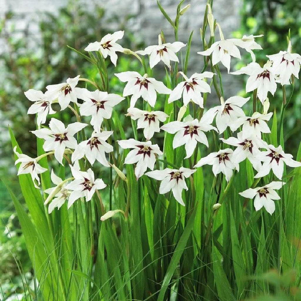 Peacock Orchid Bulbs, 20 Bulbs R70151